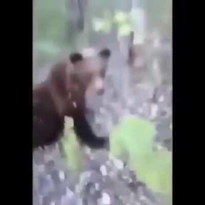 If I kick a bear