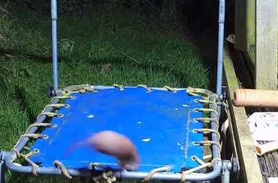 🔥 Stoat discovers a trampoline