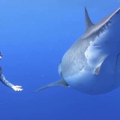 In 2019, the diver Ocean Ramsey encountered 20ft Great White Shark in Hawaii