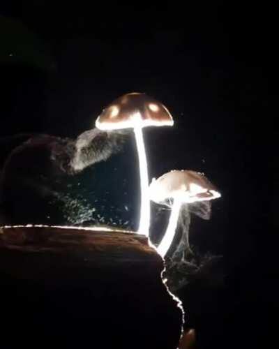 Mushrooms releasing millions of microscopic spores into the wind to propagate