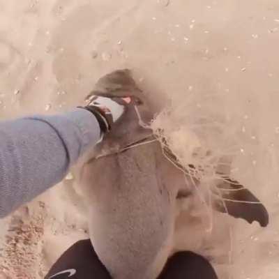 Poor sea doggo needs help