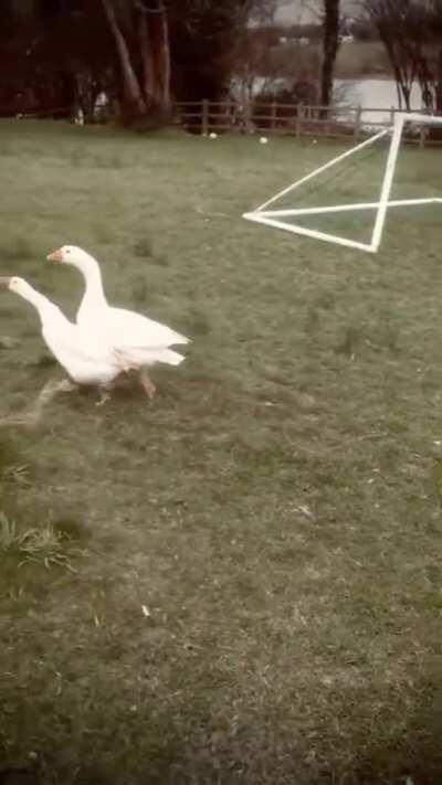 George the goose got a new girlfriend called Florence and it was love at first sight.