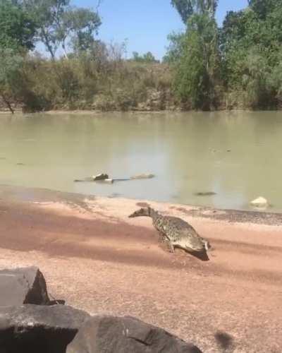 Two people fishing in Australia get a visitor when they make a catch.