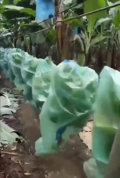 How bananas are transported through a plantation