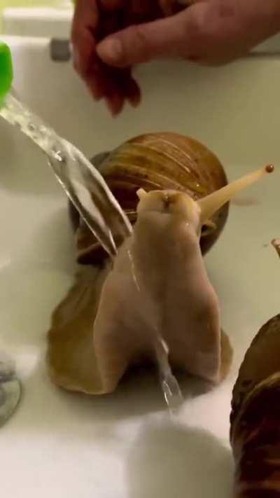 Snail shower 🐌