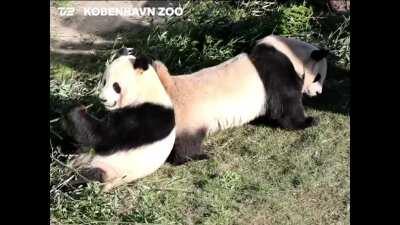 The male panda in the Copenhagen Zoo is as good as taking a hint as I am