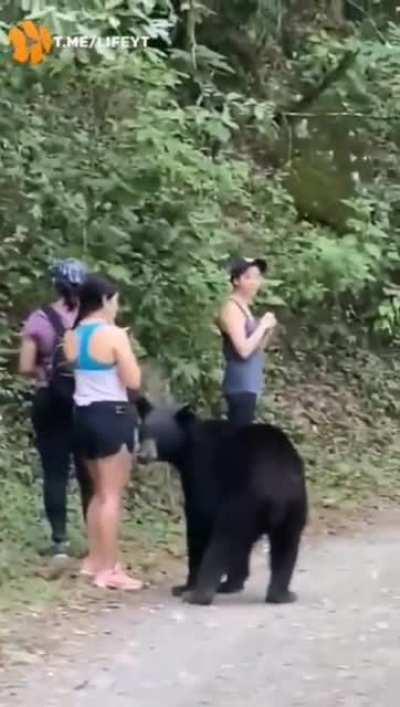 Bear falls in love with a lady