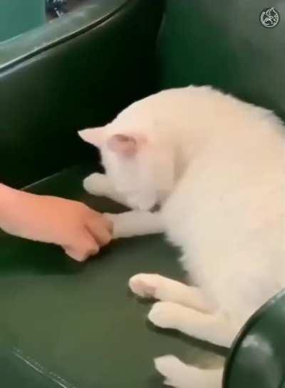 MeRcILeSs OwNEr amputATeS defEnSELESS cat