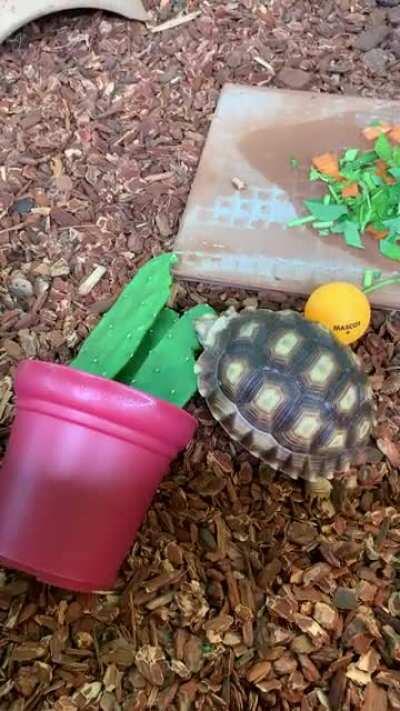 This naughty tort knocked over the cactus pot for a snack