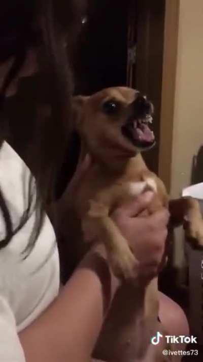 doggy exorcism