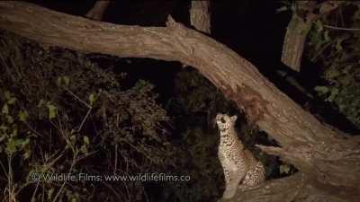 A young female Leopard grows attached to a baby Baboon; sometimes carnivores become confused by their maternal instincts.