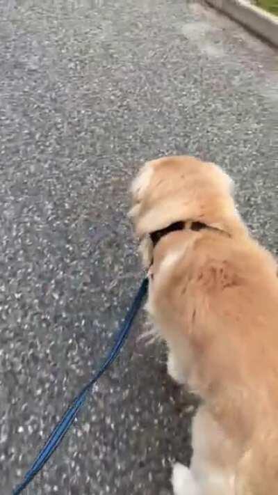 This is Simba. He doesn’t like walking in the street.