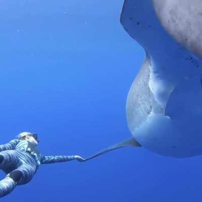 🔥 This 20 ft Great White shark, filmed off the coast of Oahu, Hawaii, is believed to be the largest ever recorded.