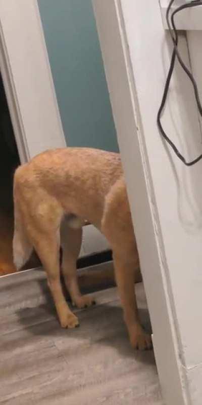 My dog likes to be able look at me while he's eating, even though his bowl is around the corner.