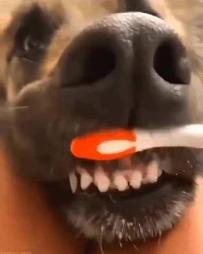 Doggo getting his teeth brushed.