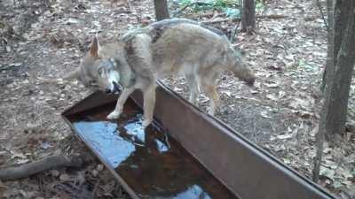 Coyote accidentally gives itself a brain freeze while drinking from a frozen water trough