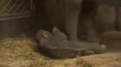 Indian baby elephant falls asleeps while standing.