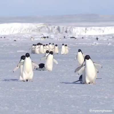 Though Adélie Penguins move with the famed “penguin waddle”, they are actually capable walkers who can cover long overland distances. In early spring, they may have to walk 31 miles from their onshore nests to reach open water.