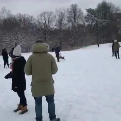 Greyhound starts the riot at the dog park