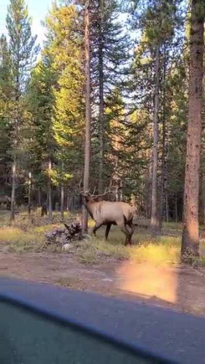 Elk makes an incredible sound that sounds like a sea creature.