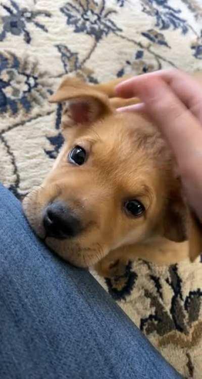 Wanda my rescue puppy! I think this is her realizing she’s found her forever home. :)