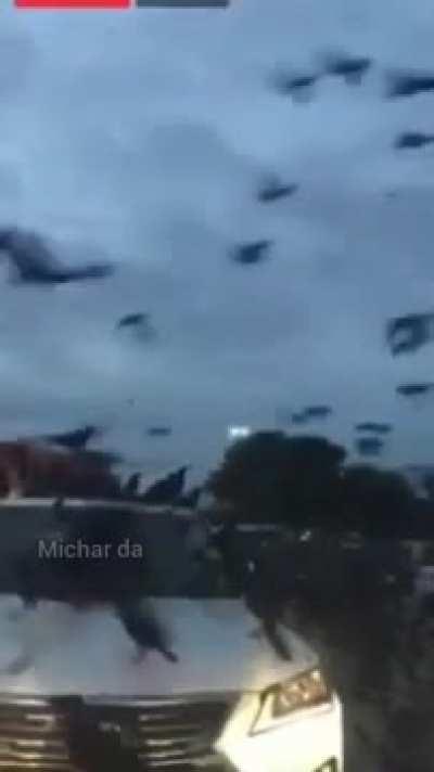 Crows attack in Walmart parking lot in Houston, TX