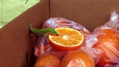 A day gecko slurping up some orange juice in Hawaii