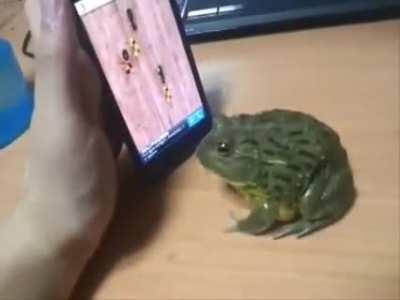 WCGW if you let a frog use your mobile (salmonella is coming)