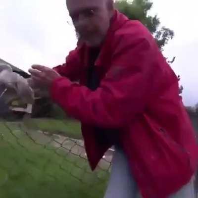 Kind Man Frees A Stuck Cygnet