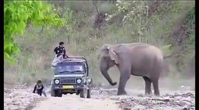 Elephant playing a harmless prank with tourists