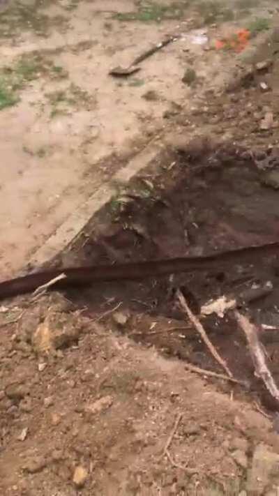 Roots growing inside the pipe