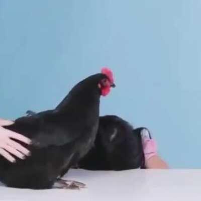 What a nice chicken