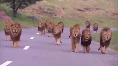 A pack of male lions walking straight towards a car