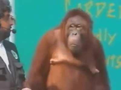 Orangutan decieving and outsmarting simpleton hooman