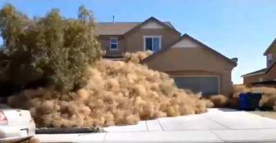 insane amount of tumbleweeds pile up in front of these Victorville, CA homes