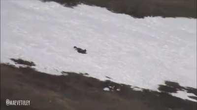 🔥 Wolf in Yellowstone National Park