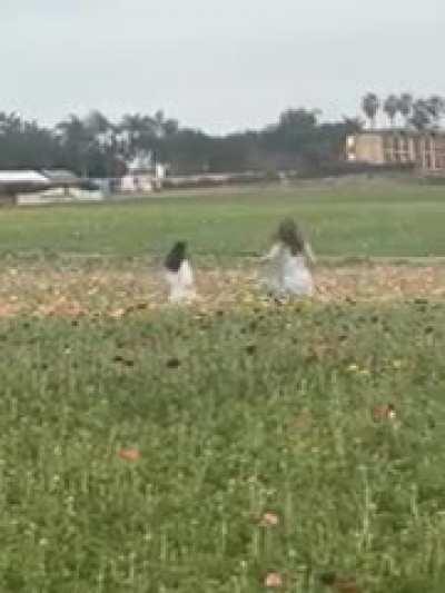 Running through the off limit flower fields