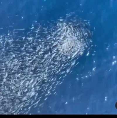 What happens when you throw an apple from an offshore oil rig