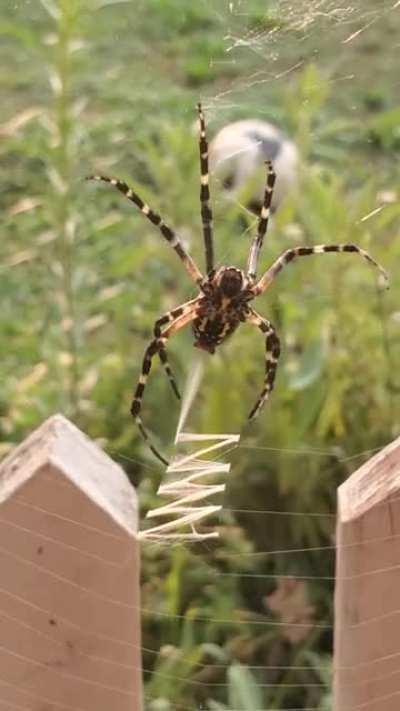 Yellow garden spider spinning a web decoration or stabilimentum. Its function is a subject of debate.