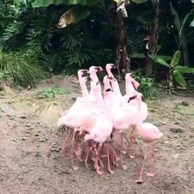 March of the Flamingos.