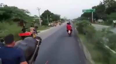 Making an untethered buffalo run while pulling a cart