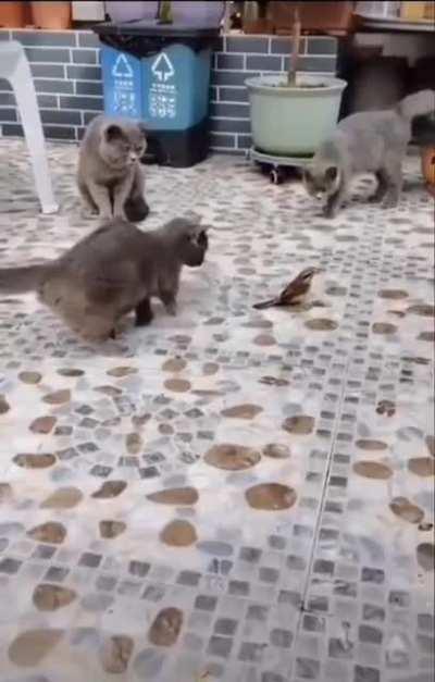 Bird manages to escape a clowder of cats by playing statue