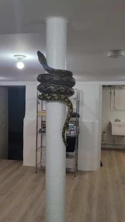 Snake climbing a pole