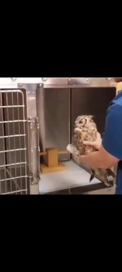 Poor owl