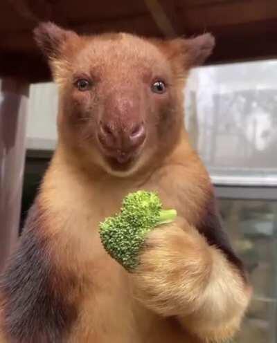 🔥 Don’t forget to eat your greens! A quick reminder from Kofi the Goodfellow’s Tree Kangaroo!