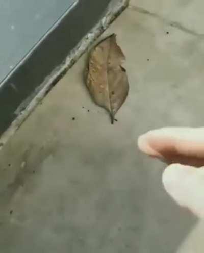 This leaf