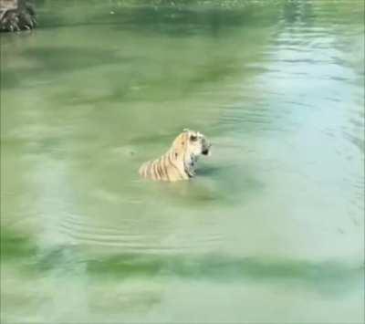 Duck outwits Tiger