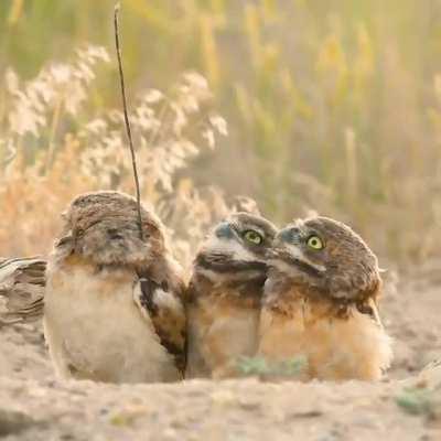 A bird showing off his stick