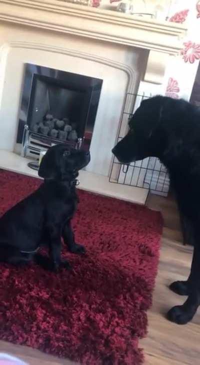 Dog meets Puppy for the first time. Puppy’s stare down game is on point!