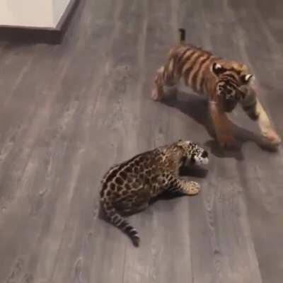 Baby tiger meets baby jaguar